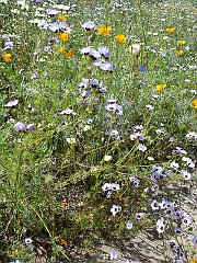 Bird's eye or tricolor gilia